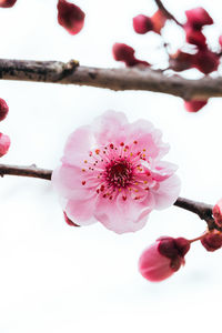 Close-up of pink cherry blossom