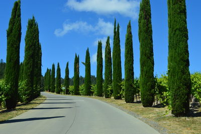 Panoramic view of empty road amidst trees against sky