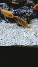 Close-up of fish in aquarium