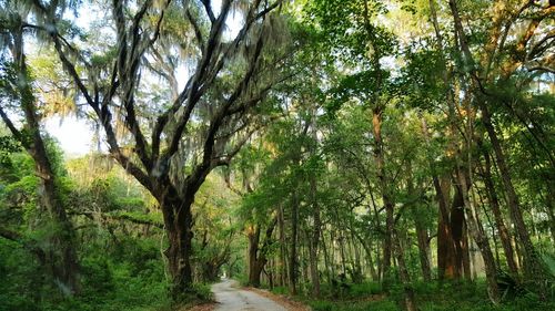 Trees in forest