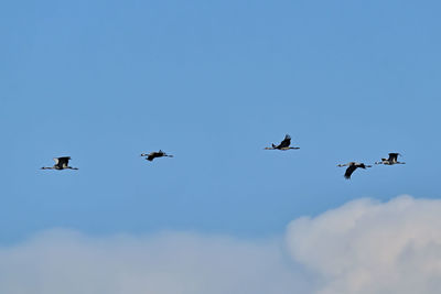 Low angle view of birds flying in sky