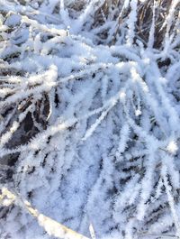 Snow covered trees on snow covered landscape