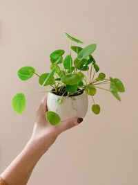 Midsection of person holding small plant leaves
