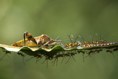 Incredible mom of insecta 