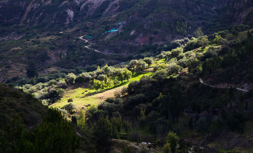 High angle view of trees