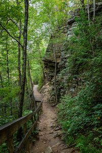 Footpath amidst trees in forest