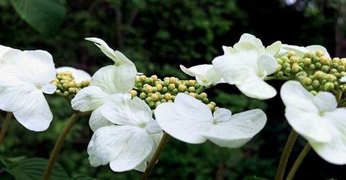 Close-up of white flowers