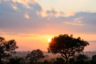 Silhouette trees against sky during sunset