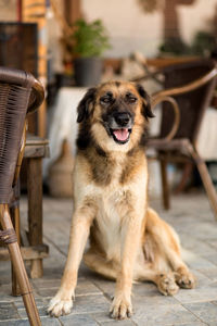 Portrait of dog looking away