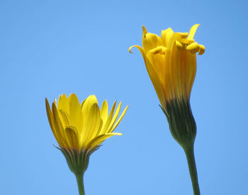 Close-up of yellow flowers blooming