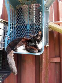 Cat relaxing in cage