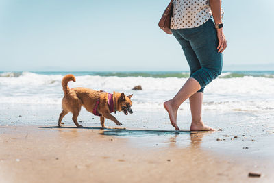 Rear view of woman with dogs running at beach