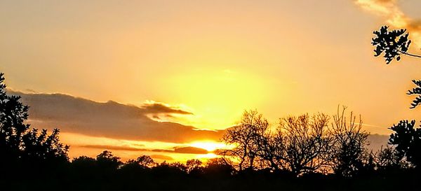 Silhouette trees against sky during sunset