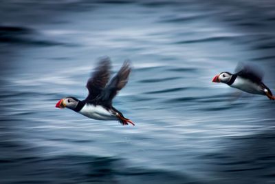 Bird flying over lake