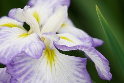 Close-up of purple flowering plant