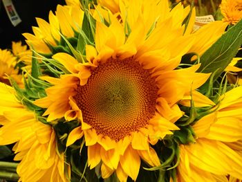 Close-up of sunflower blooming outdoors