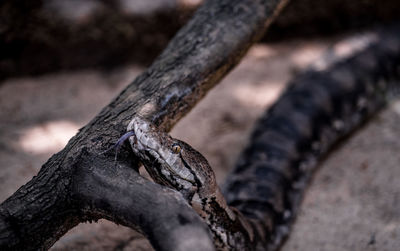 Close-up of lizard on tree