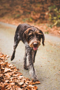 Enthusiastic rough-coated bohemian pointer is playing on a road full of leaves. enjoying the fresh