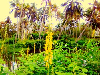 Close-up of flowering plants and trees on field