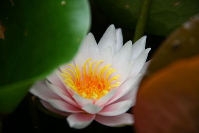 Close-up of white lotus water lily