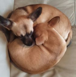 Dog sleeping on bed