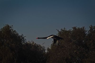 Low angle view of bird flying in the sky