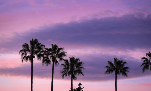 Low angle view of silhouette palm trees against romantic sky, spanish coast