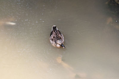 High angle view of bird swimming in lake