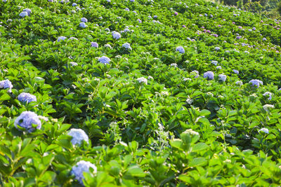 Close-up of purple flowering plants on field