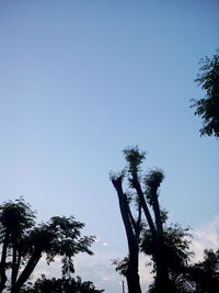 Low angle view of trees against clear blue sky