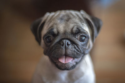 Close-up portrait of a dog