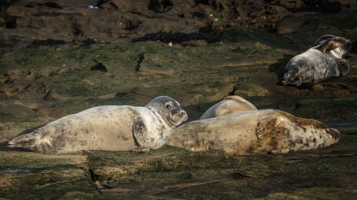 Naptime on the rocks