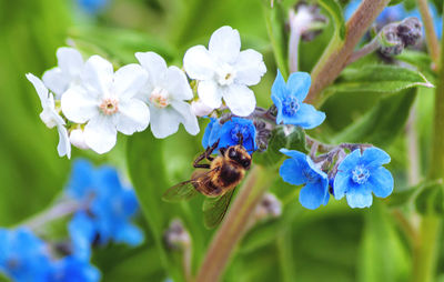 Close-up of bee pollinating on purple flower