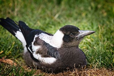 Close-up of a bird on field