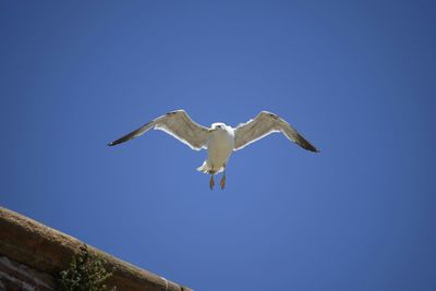 Low angle view of birds against clear blue sky