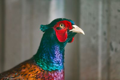 Close-up of a peacock