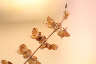 Close-up of wilted plant against sky during sunset