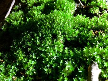 Close-up of green plants