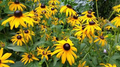 Close-up of yellow flowers