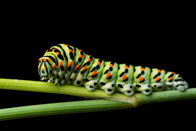 Close-up of butterfly over black background