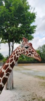 Close-up of giraffe in zoo