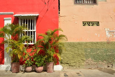 Potted plant on wall of building