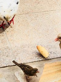 High angle view of bird eating on floor