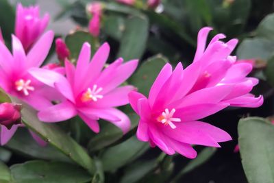 Close-up of pink flowers blooming outdoors