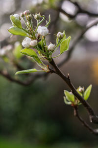 Close-up of plant