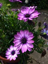High angle view of pink flowers
