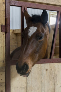 Close-up of horse in stable