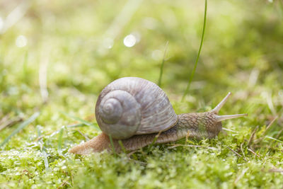 Snail crawling in the grass, shallow depth of field, closeup