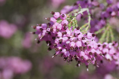 Close-up of pink flowering plant