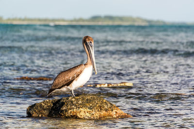 Close-up of brown pelican perching on rock in sea